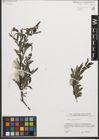 Foto von Salix purpurea L.